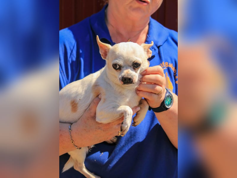 Kulcs PP – Zarte Chihuahua-Hündin sucht liebevolles Zuhause mit Herz