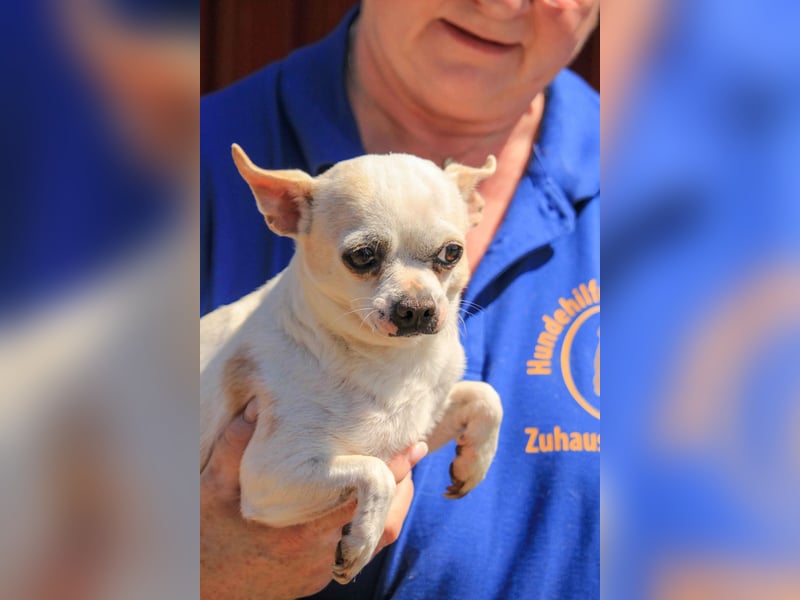 Kulcs PP – Zarte Chihuahua-Hündin sucht liebevolles Zuhause mit Herz
