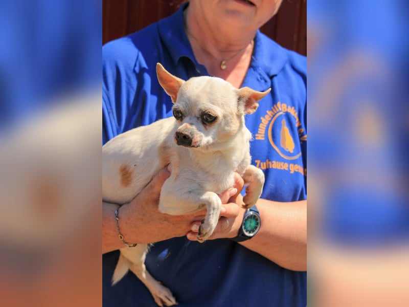 Kulcs PP – Zarte Chihuahua-Hündin sucht liebevolles Zuhause mit Herz