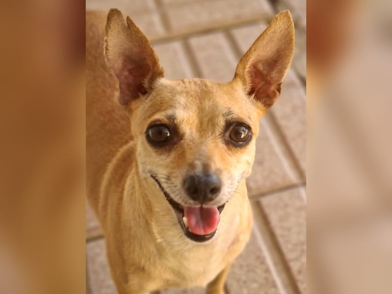 COOKIE-sehr liebes Mädchen wartet sehnsüchtig ein neues "Für-immer-Zuhause"-läuft prima an der Leine