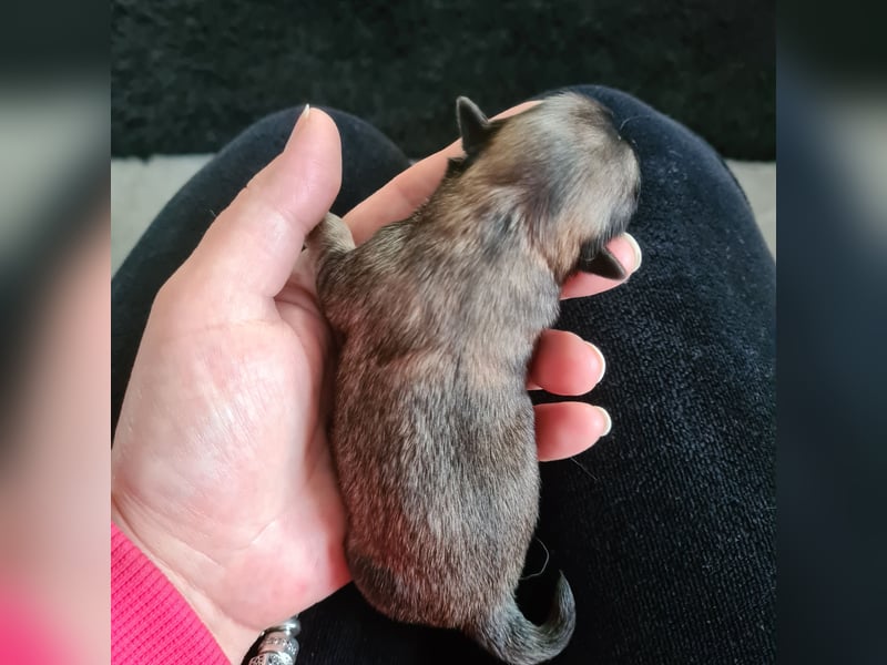 Chihuahua Hündin LH Wildfarben