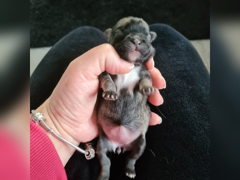 Chihuahua Hündin LH Wildfarben
