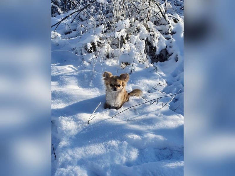 Hurra unserer Welpen sind da- Chihuahua Reinrassig LH