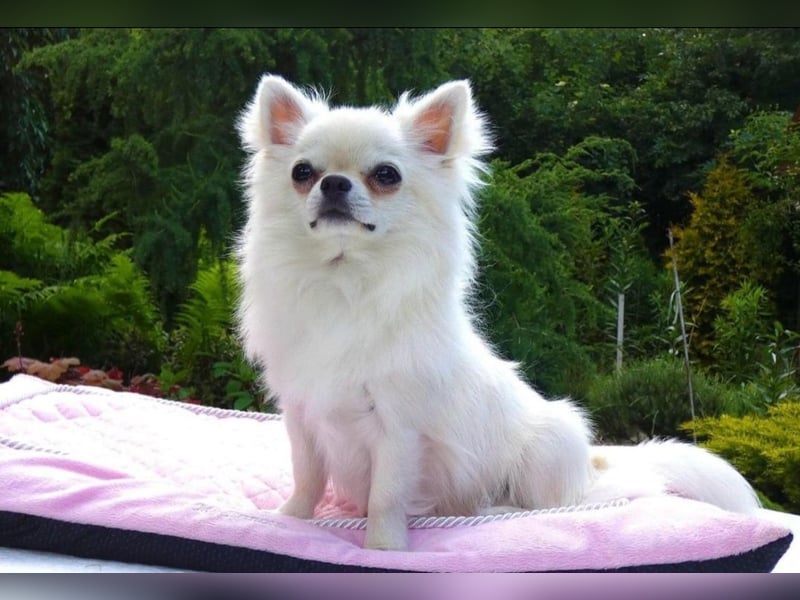 Hurra unserer Welpen sind da- Chihuahua Reinrassig LH