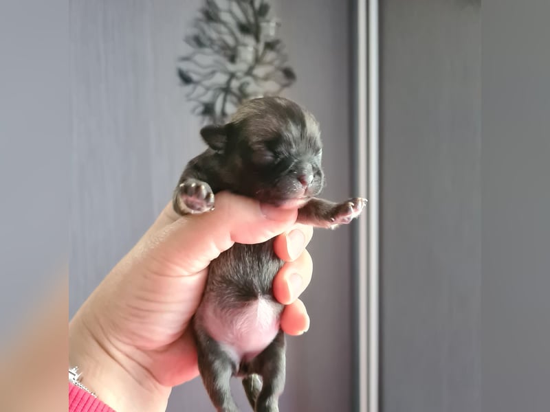 Chihuahua Hündin LH Wildfarben