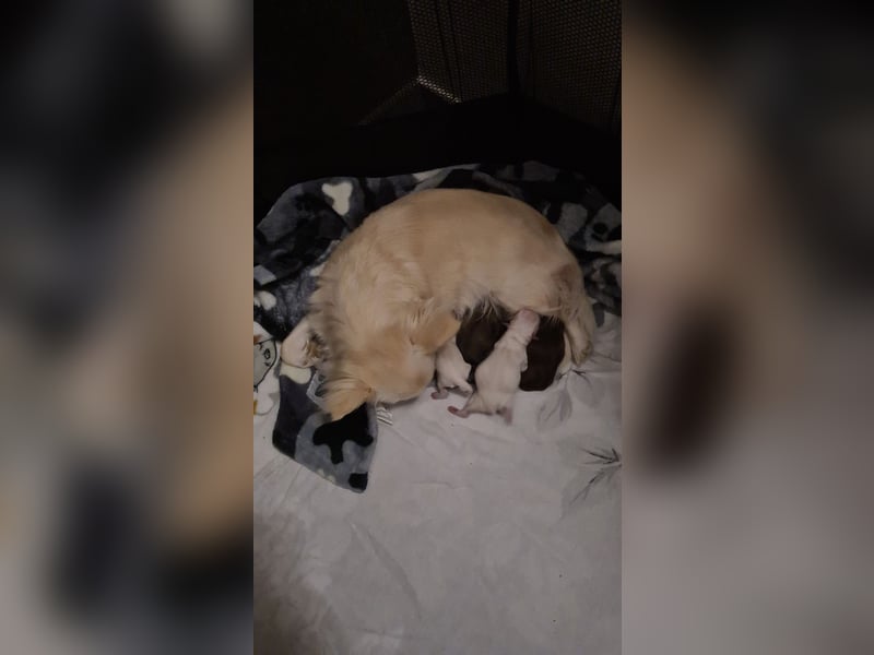 Hurra unserer Welpen sind da- Chihuahua Reinrassig LH