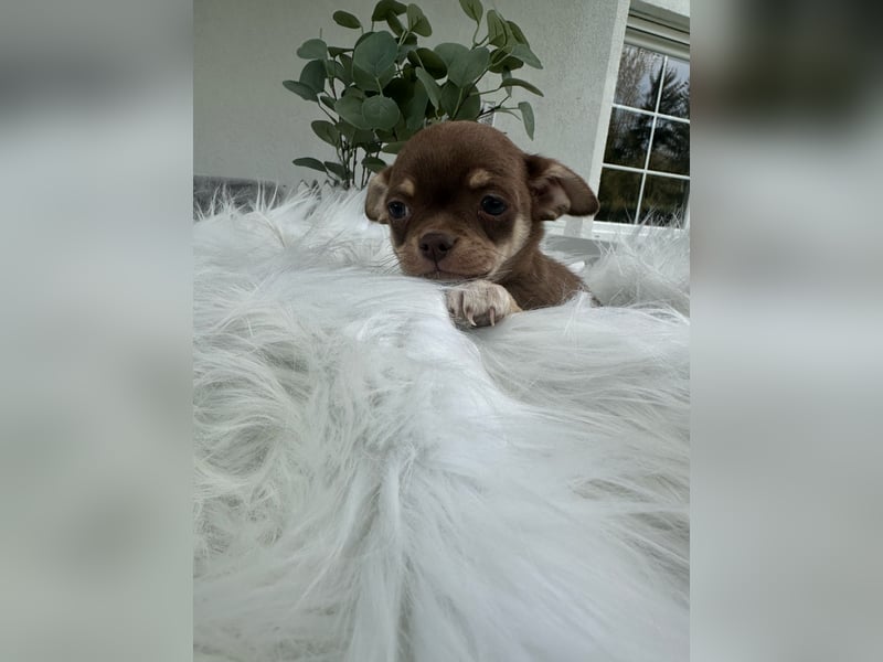 Chihuahua Welpen