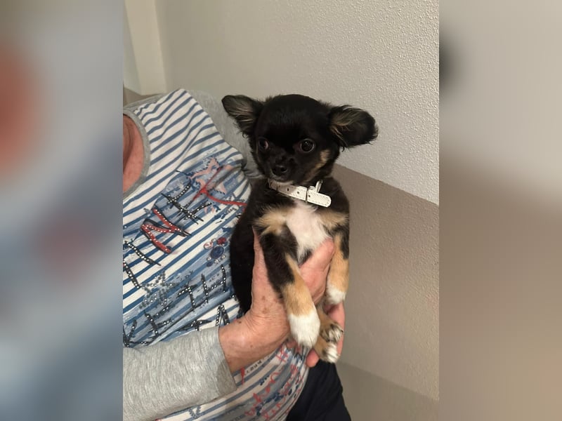 Chihuahua Welpen