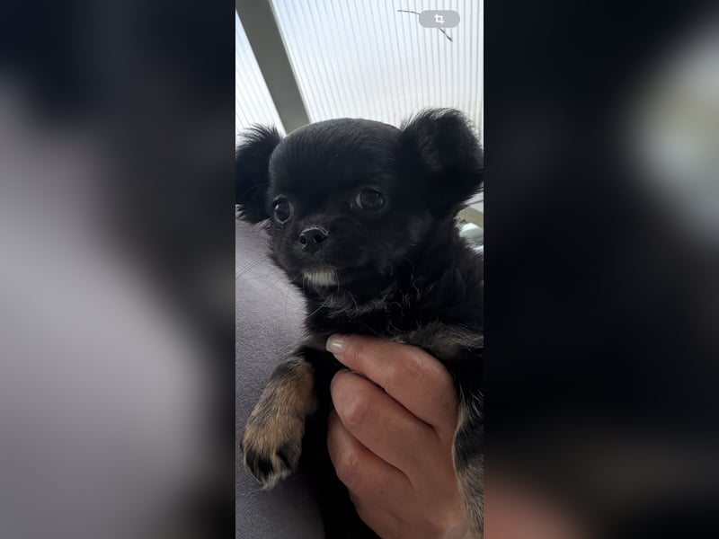 Chihuahua Welpen