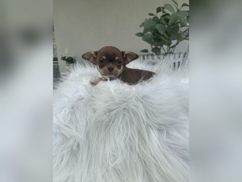 Chihuahua Welpen