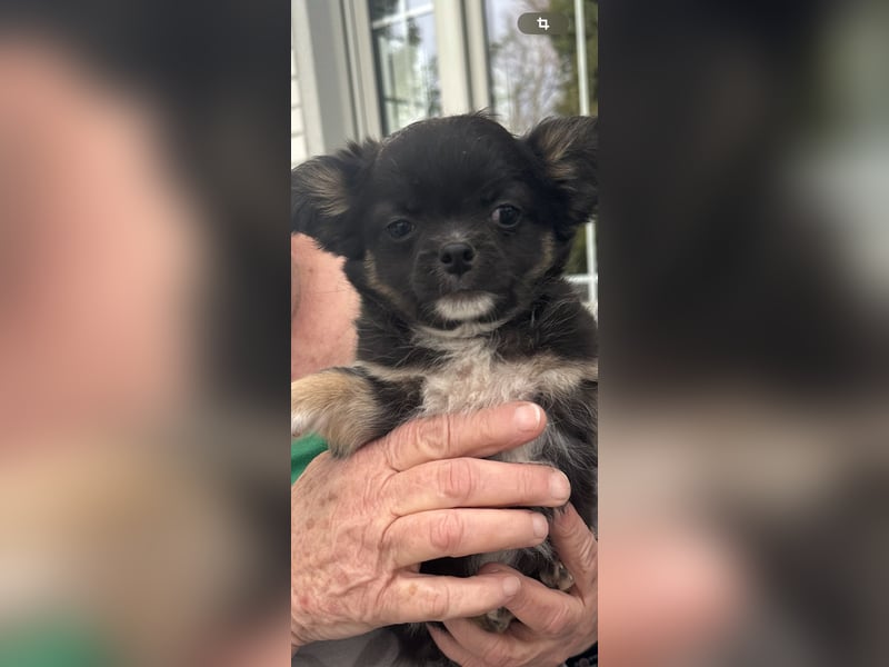 Chihuahua Welpen
