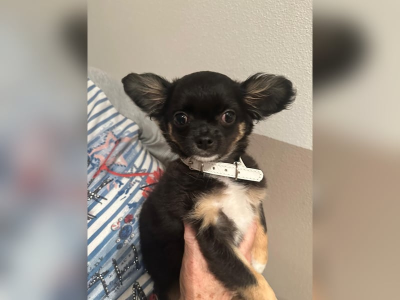 Chihuahua Welpen