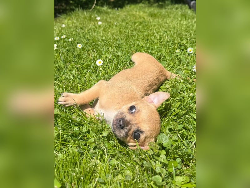 Chihuahua Welpe Hündin