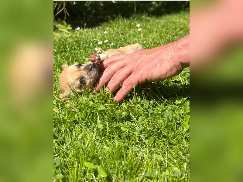 Chihuahua Welpe Hündin