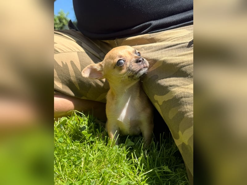 Chihuahua Welpe Hündin