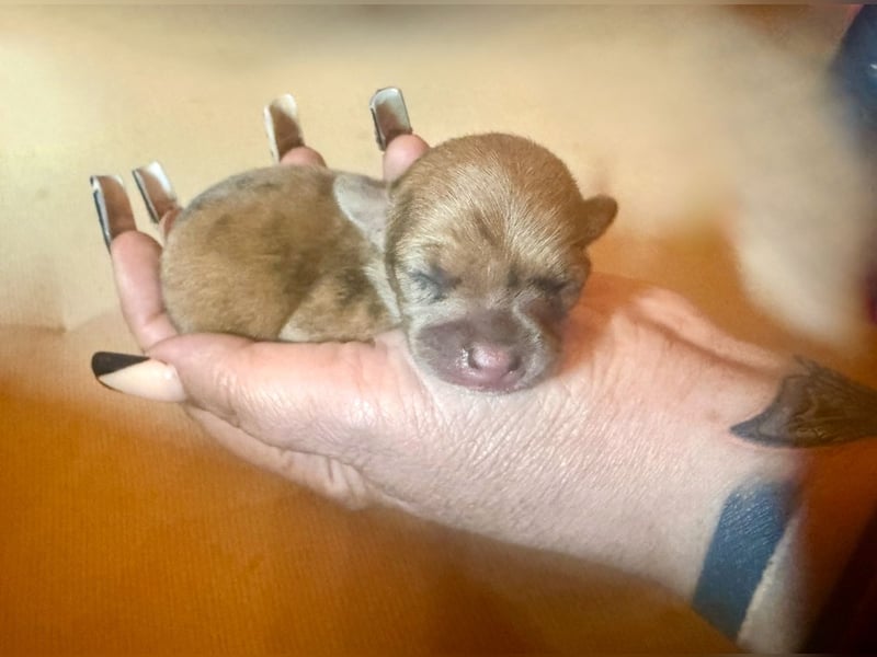 Chihuahua Welpe Hündin