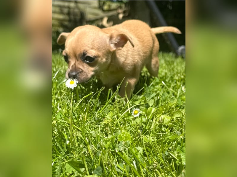 Chihuahua Welpe Hündin