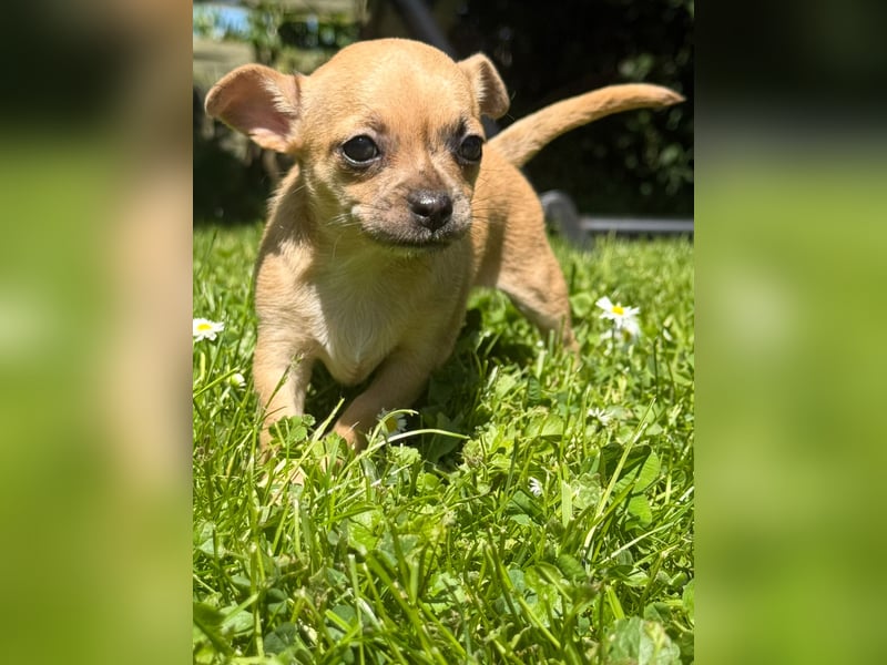 Chihuahua Welpe Hündin