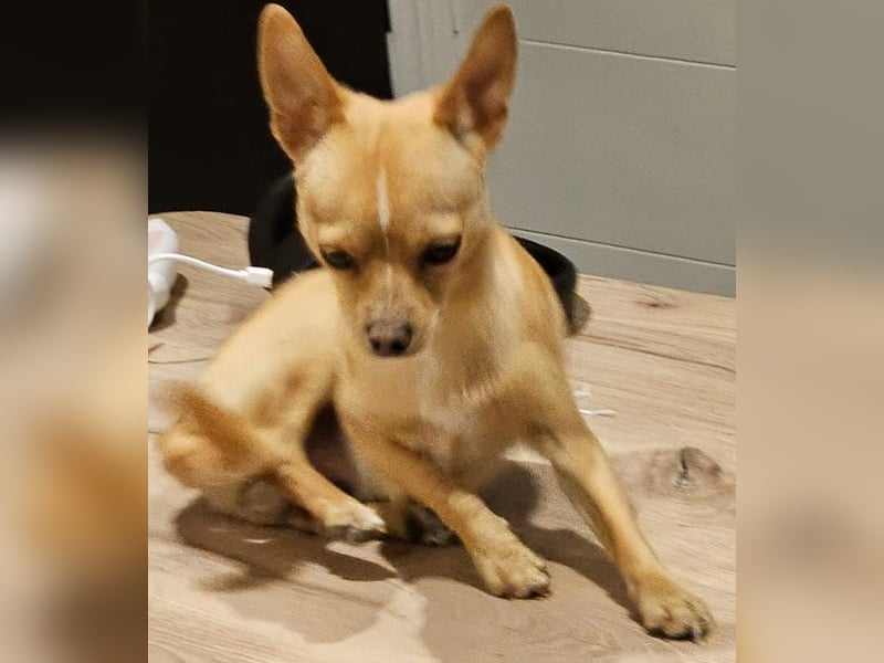 Hundi sucht neues zu Hause