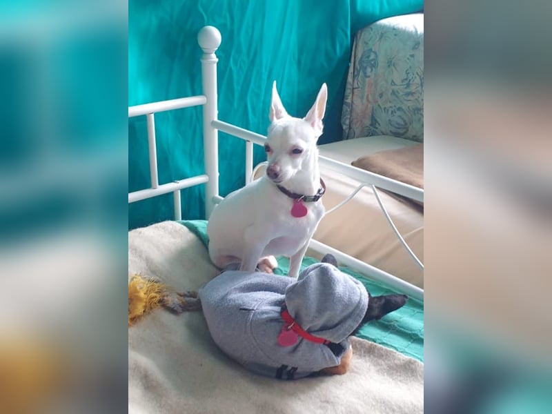 COPITO - winziger Senior möchte ankommen