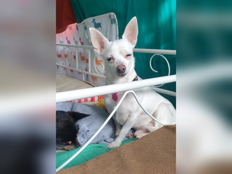 COPITO - winziger Senior möchte ankommen