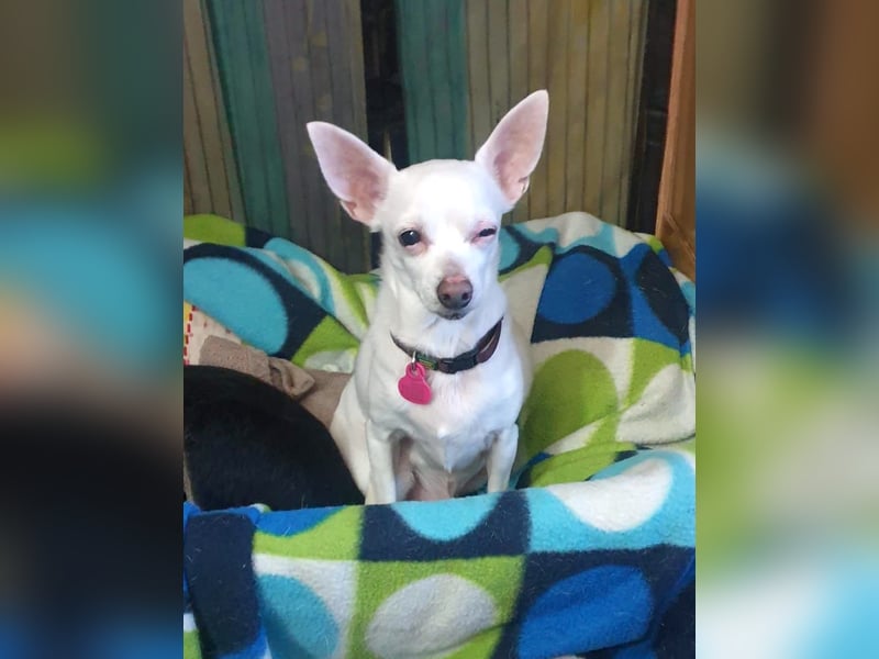 COPITO - winziger Senior möchte ankommen