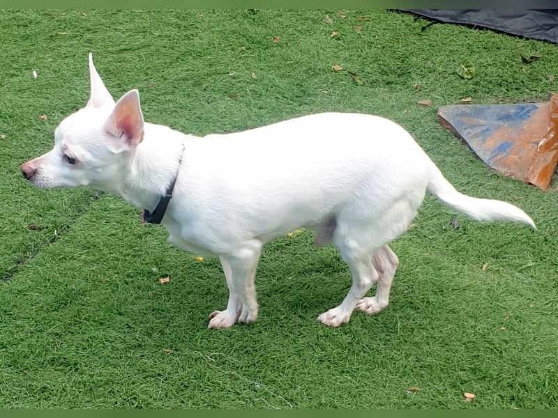 COPITO - winziger Senior möchte ankommen