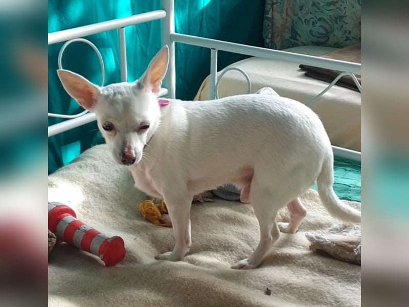 COPITO - winziger Senior möchte ankommen