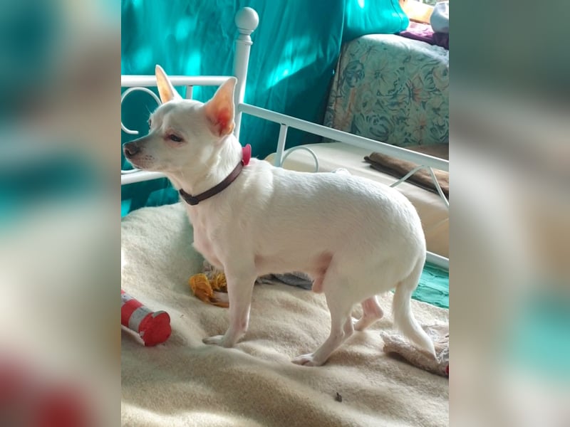 COPITO - winziger Senior möchte ankommen