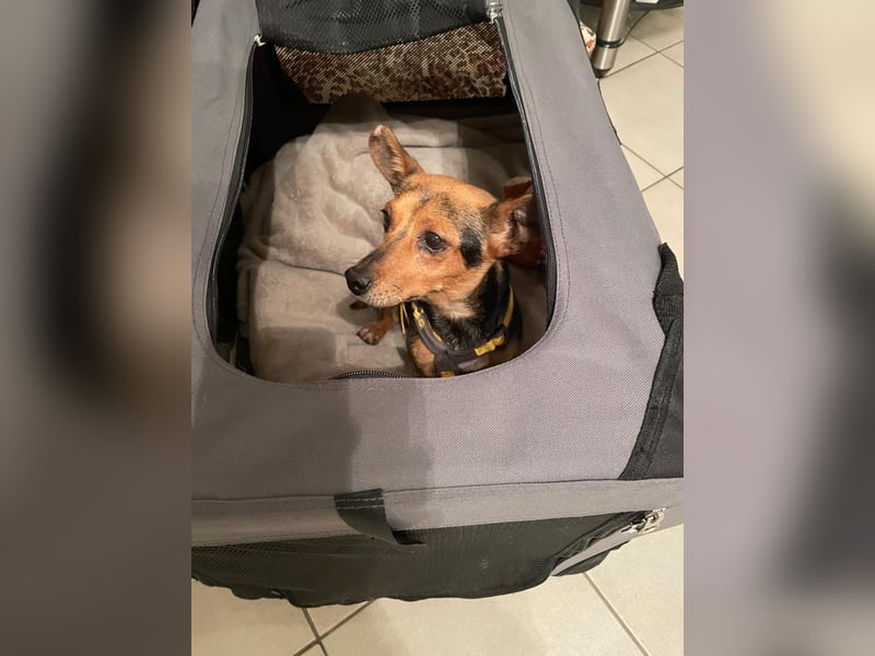 Roger: kleiner charmanter Begleiter