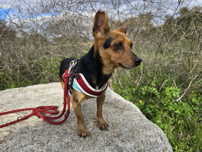 Roger: kleiner charmanter Begleiter