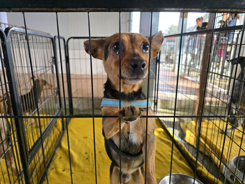 Roger: kleiner charmanter Begleiter