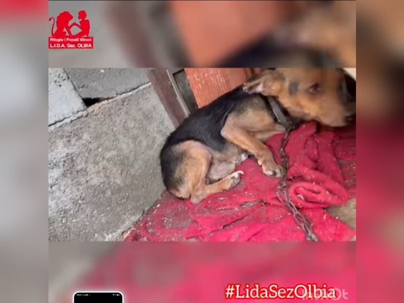 Roger: kleiner charmanter Begleiter