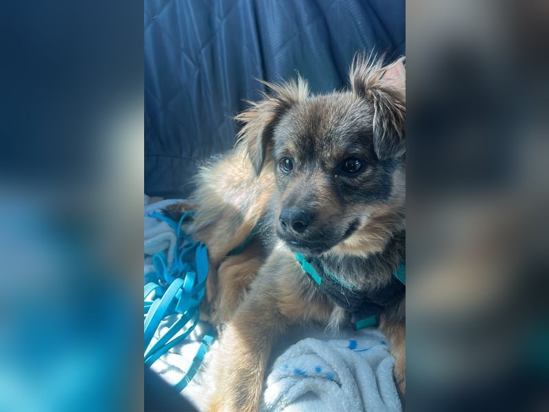 Chewie