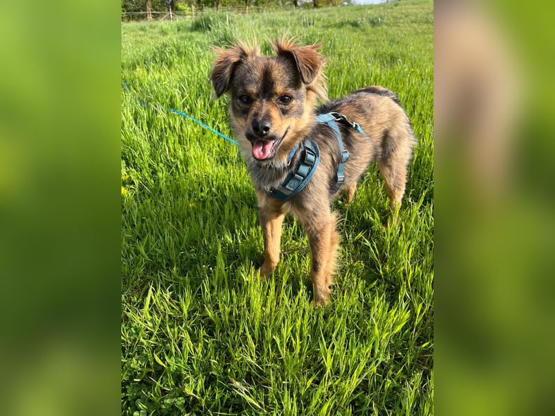 Chewie