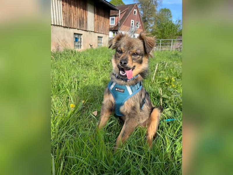 Chewie