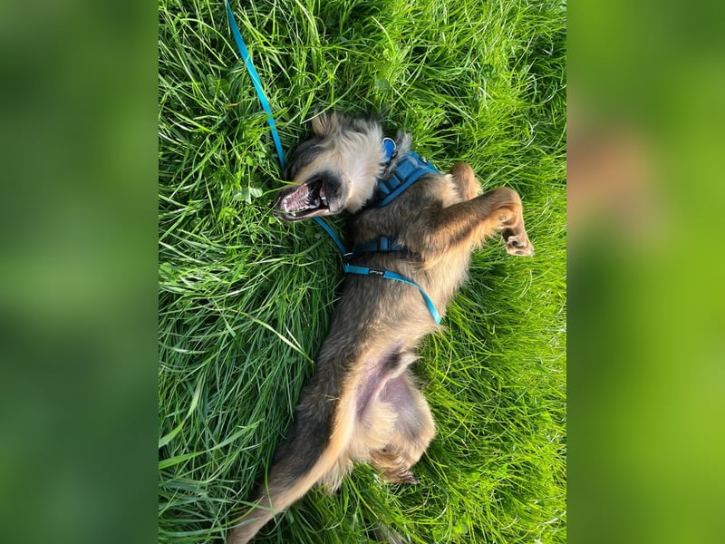 Chewie