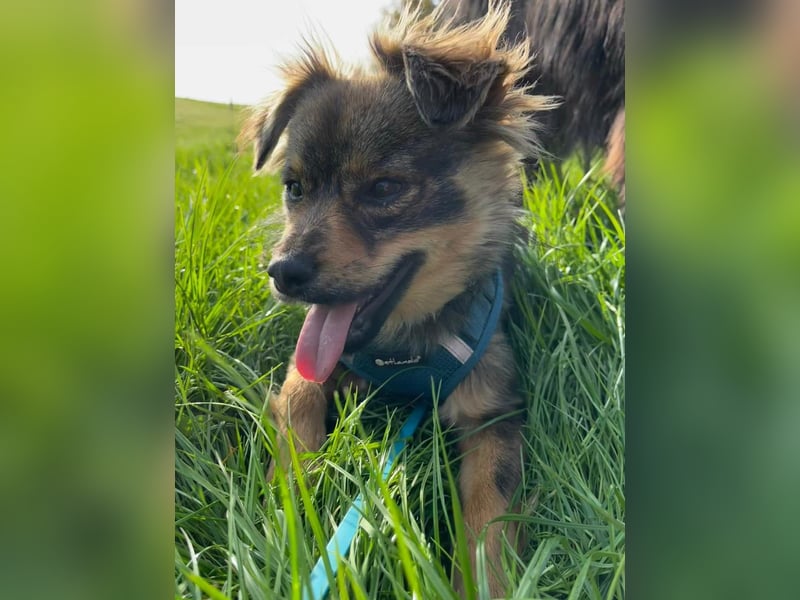 Chewie