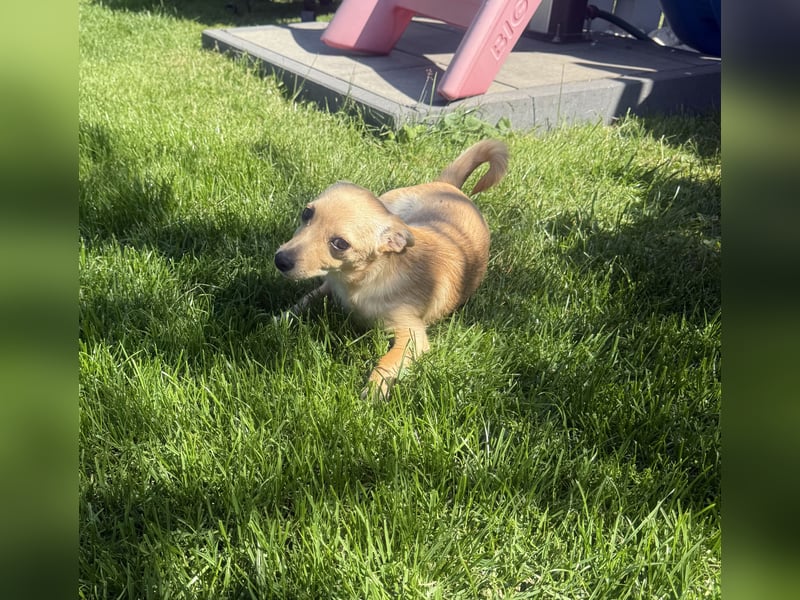 Chihuahua Pinscher Mix Abby