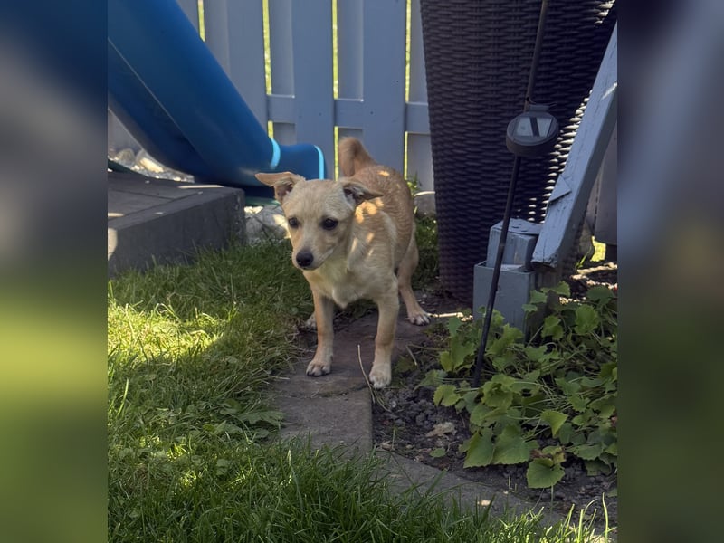Chihuahua Pinscher Mix Abby