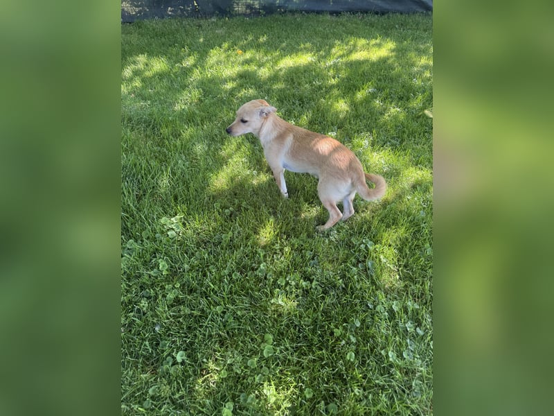 Chihuahua Pinscher Mix Abby