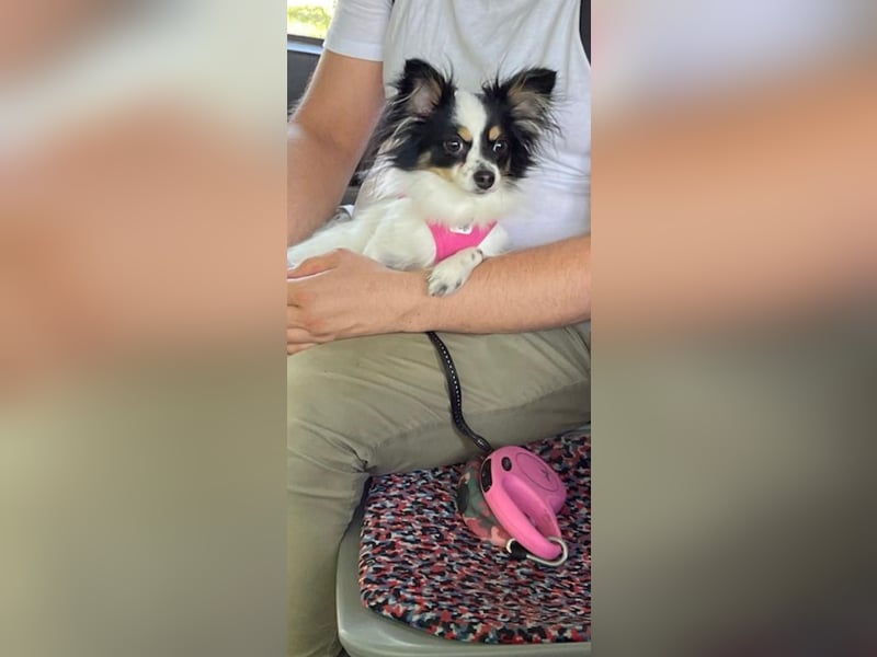 Chihuahua Mischlingshündin Nala