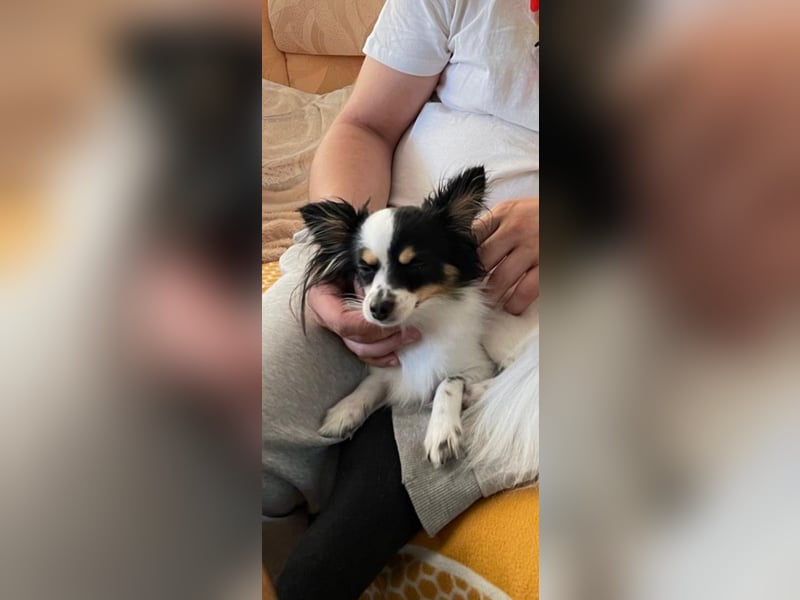 Chihuahua Mischlingshündin Nala