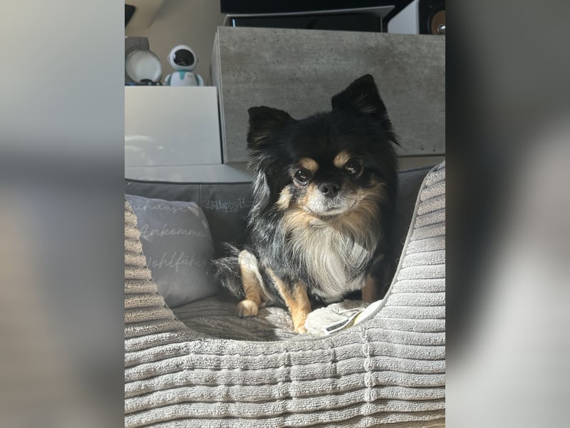 „Deckrüde Chihuahua Langhaar – gesund, erfahren, steht zur Verfügung“