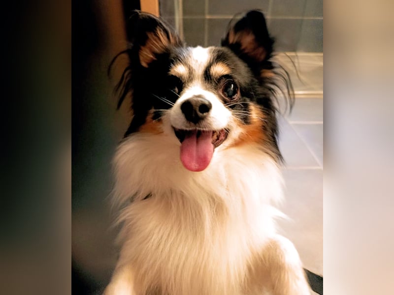 Zauberhaften tricolor Chihuahua Rüden zum Decken