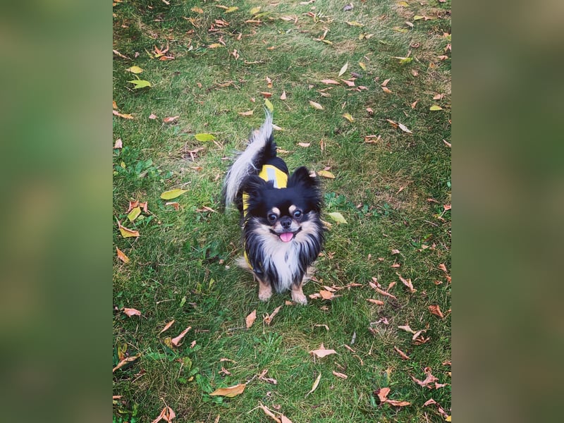 „Deckrüde Chihuahua Langhaar – gesund, erfahren, steht zur Verfügung“