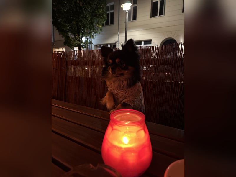 „Deckrüde Chihuahua Langhaar – gesund, erfahren, steht zur Verfügung“