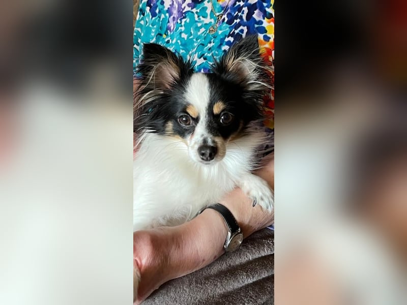 Chihuahua Mischlingshündin Nala