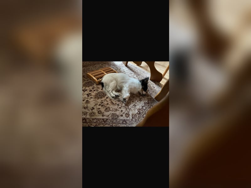 Chihuahua Mischlingshündin Nala