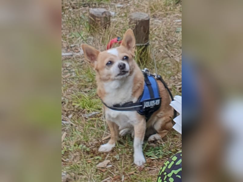 Tommy sucht ein neues Zuhause da sein Frauchen krank geworden ist.